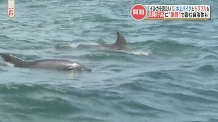 遅かれ早かれ事故が起きる」野生のイルカに近づく水上バイクの危険運転