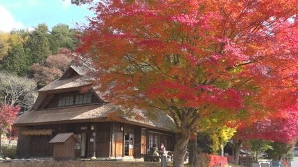のどかな農村風景と色づいたカエデやイチョウ 紅葉が見ごろ 西湖いやし