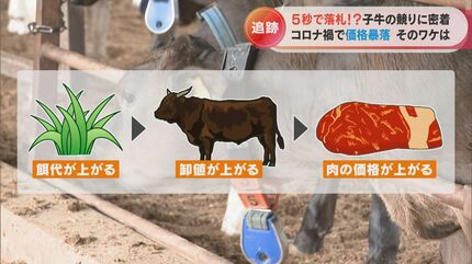 酪農・畜産業界がピンチ 物価高騰でコストが上がっているのに子牛の