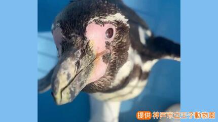31歳じぃ＆5歳の若妻】平均寿命を超える長寿の秘訣は？ 神戸市立王子