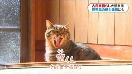 古民家暮らしの犬猫4きょうだい “ほっこりする日常”を切り取ったフォト