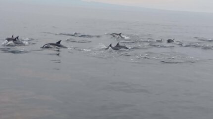 イルカの大群！動画あり】「ざっと数えて100頭」瀬戸内海で目撃され