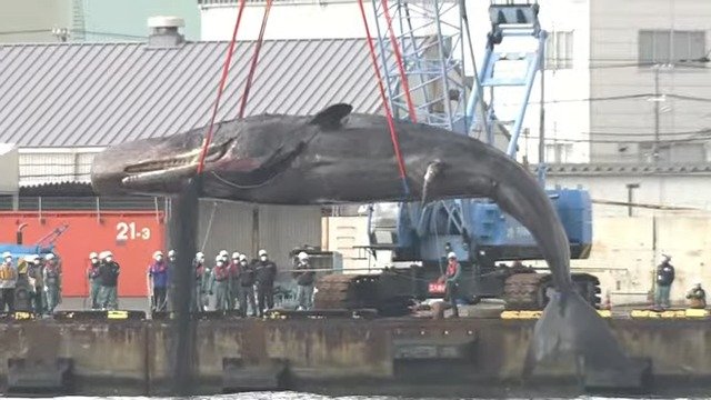 【速報】「迷いクジラ」体長15mの姿がはじめて宙に浮く　淀川から海へ　吊り上げられガス抜き作業などへ|TBS NEWS DIG