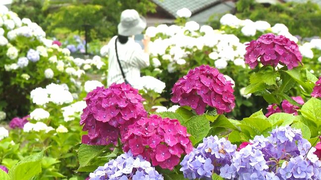 3000本のアジサイが見頃　大分・宇佐市の響山公園|TBS NEWS DIG
