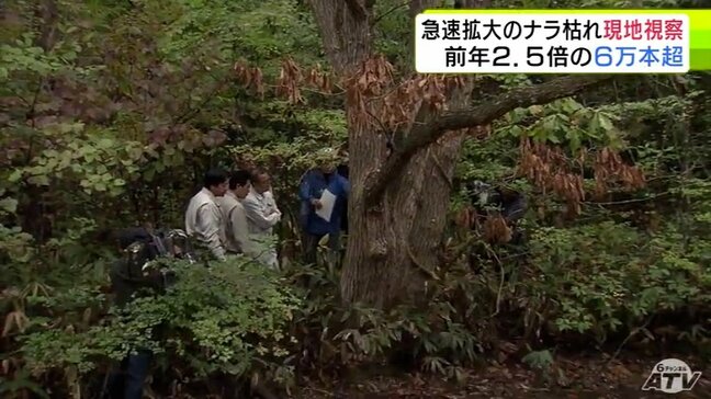 被害本数は前年の約2.5倍　急速に被害拡大の「ナラ枯れ」　自民党県連が青森市で被害にあった木を視察　青森県|TBS NEWS DIG