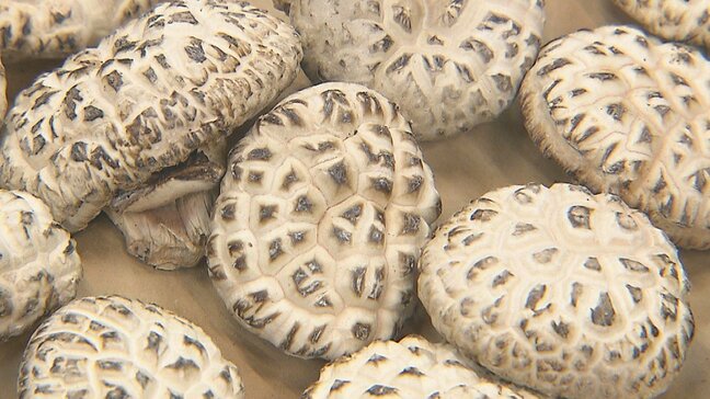 全国乾椎茸品評会 大分県が26年連続58回目の団体優勝|TBS NEWS DIG