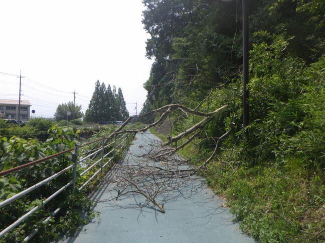 【続報】自転車通学中の中学生の集団に直径35センチの“コシアブラ”の木が倒れ…巻き込まれた1人が救急搬送 根元付近の腐食が原因か|TBS NEWS DIG