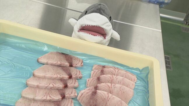 「使えるのであれば“もったいない”」高級食材 フカヒレ 海に廃棄されるサメ肉も工夫で美味しく|TBS NEWS DIG