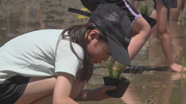 「おにぎりを作って食べたい」 小学生が田植え体験 コシヒカリの苗 約1000本を植える 山梨市|TBS NEWS DIG