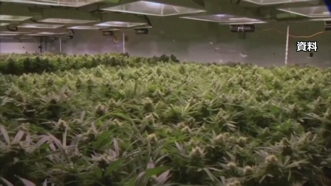 トランプ政権　医療用大麻の規制緩和　ヘロインと同等→鎮痛剤と同等に分類見直し　|TBS NEWS DIG