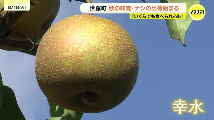「いくらでも食べられる味」　秋の味覚「世羅なし」出荷スタート　猛暑乗り切り甘さ十分 広島・世羅町|TBS NEWS DIG