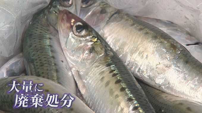 捨てられるイワシを、新たな名物「アンチョビ」に！函館の挑戦　|　北海道のニュース｜HBC北海道放送