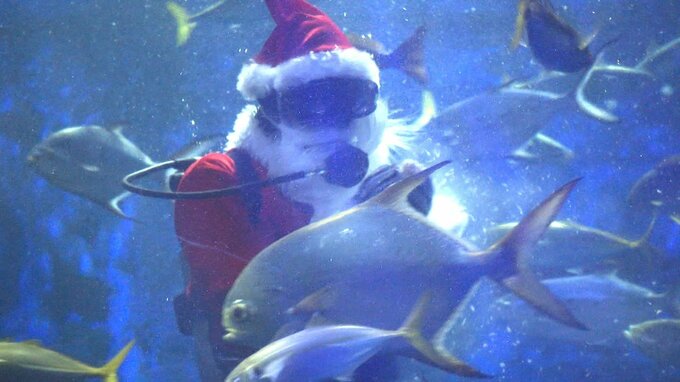 大分市の水族館にサンタクロースが登場 えさやりパフォーマンスが人気|TBS NEWS DIG
