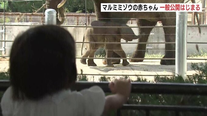 「やっと本物が見られた「言葉にならないぐらいかわいい」マルミミゾウの赤ちゃんを一般公開　すくすく育ち体重は113キロ 地面から肩までの高さも88センチに　広島市安佐動物公園|TBS NEWS DIG