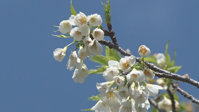 突然変異の白い寒緋桜　沖縄・名護　|　沖縄のニュース｜RBC 琉球放送