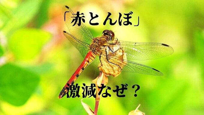 消える童謡「赤とんぼ」の情景…　激減で消失の危機の「アキアカネ」　2000年代の一部の「殺虫剤」や「水田自体の減少」が影響か　|　青森のニュース│ATV NEWS│青森テレビ