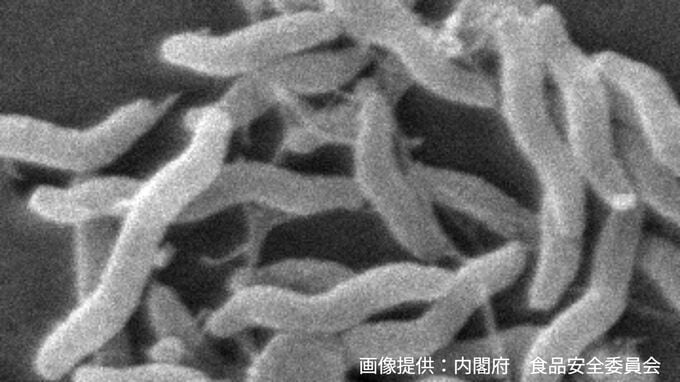 「複数名が体調を崩している」飲食店で食事をした14人　カンピロバクターによる食中毒症状【香川】|TBS NEWS DIG