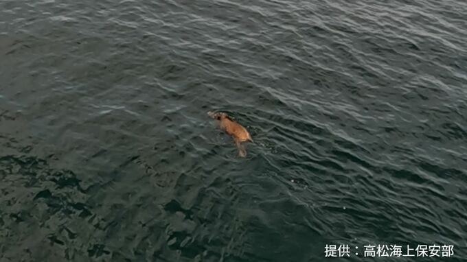 小豆島の南の瀬戸内海をよちよち泳ぐイノシシ1頭を発見　香川上陸を目指したか【高松海上保安部】　|TBS NEWS DIG