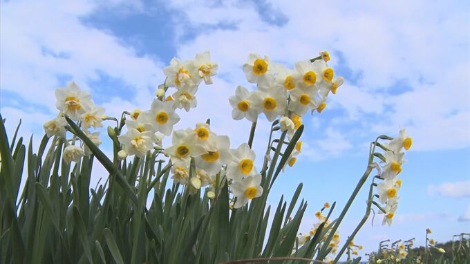 島根県益田市　唐音水仙公園　スイセンの花見頃に　|　BSSニュース | BSS山陰放送