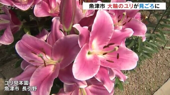 大輪のユリの花見ごろ　魚津市長引野ユリ見本園　富山・魚津市|TBS NEWS DIG