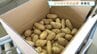 ジャガイモ「愛ポテトきたしんち」全国へ出荷　イグサに代わる特産品に　熊本・八代市　|　熊本のニュース｜RKK NEWS｜RKK熊本放送