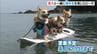 愛犬と一緒に海水浴「わんわんビーチ」利用料は１頭につき１０００円　兵庫・青井浜海水浴場　|　MBSニュース | 関西の最新ニュースを分かりやすく。