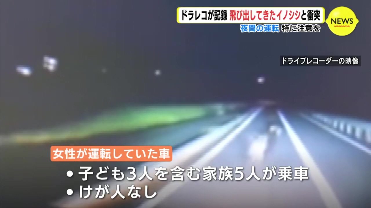 ドラレコが記録した映像 夜間に飛び込んできたイノシシと あわや大事故 広島 Rccニュース 今月3日 広島 東広島市を走っていた車 のド ｄメニューニュース Nttドコモ
