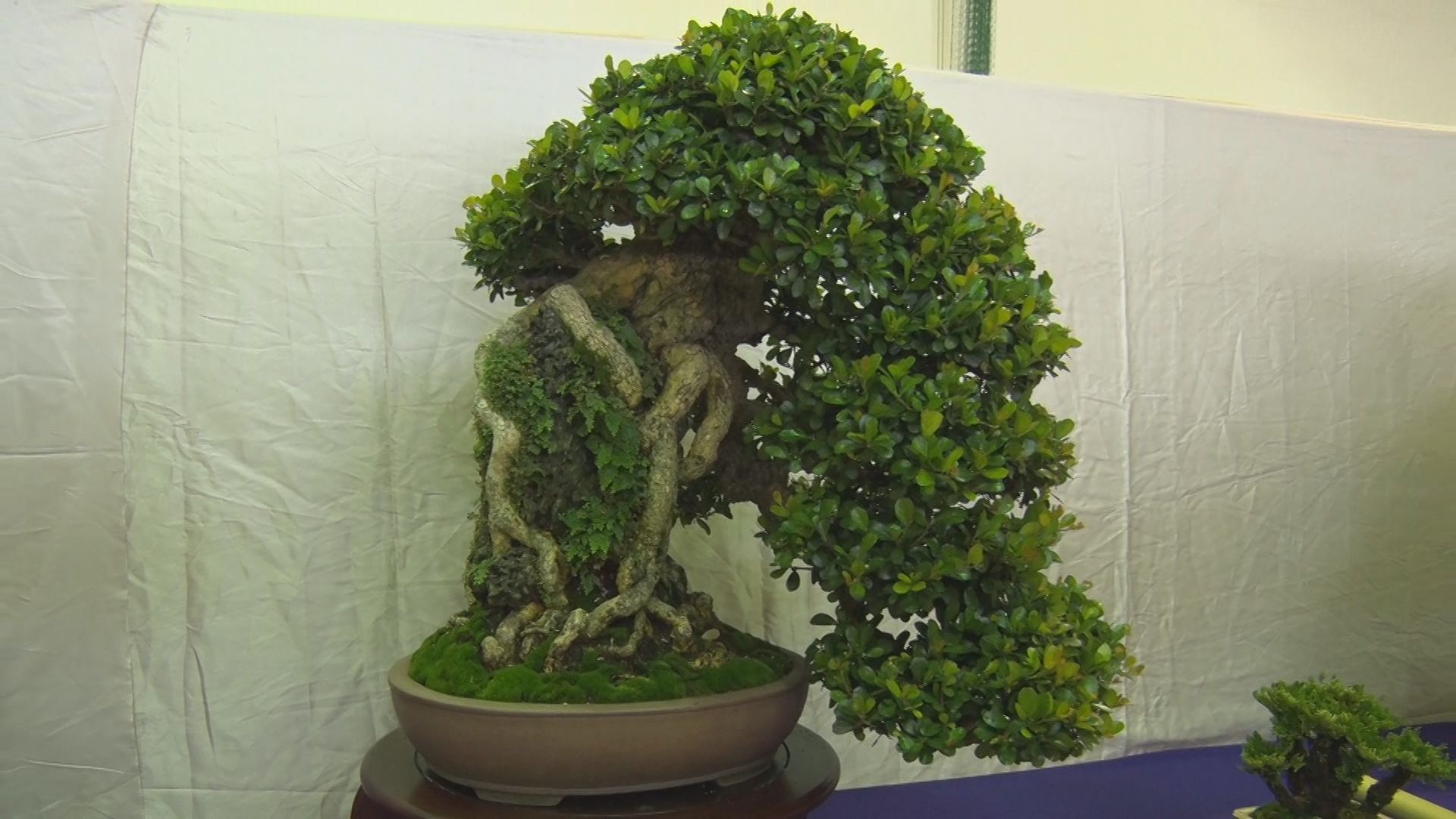 丹精込めた盆栽が勢ぞろい　「全沖縄盆栽展」5月19日までうるま市で開催