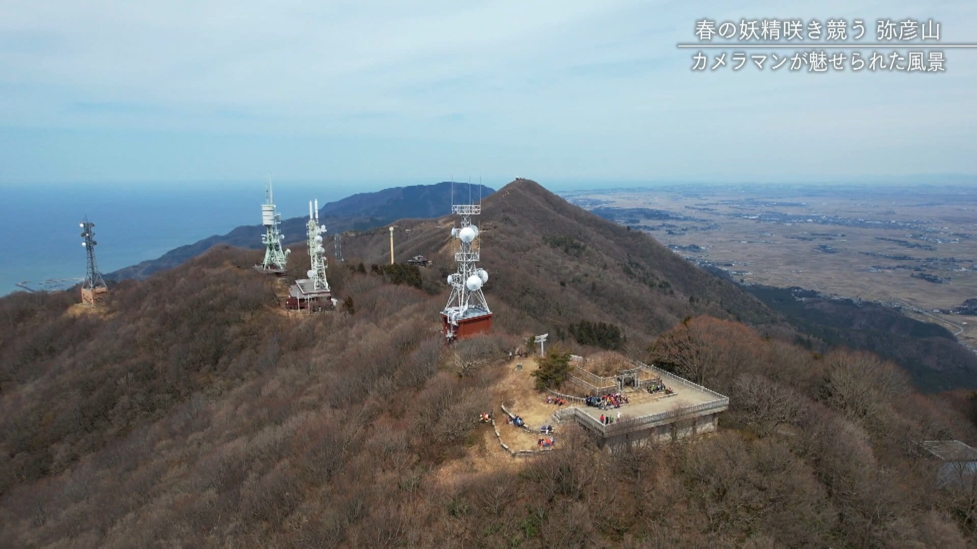 春の妖精咲き競う弥彦山 Bsn News Bsn新潟放送