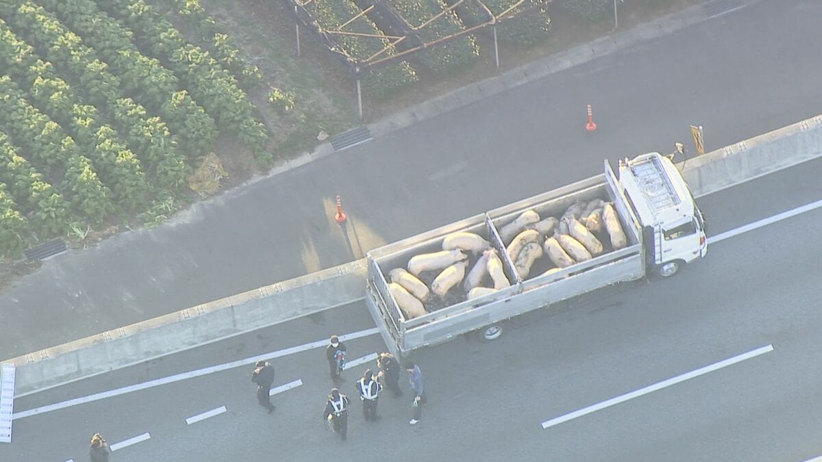 【速報】｢豚が道路にいる｣ 国道に少なくとも14頭の豚が逃げ出す 23号は一部区間で通行止め 一般道に逃げた豚も… 愛知･西尾市