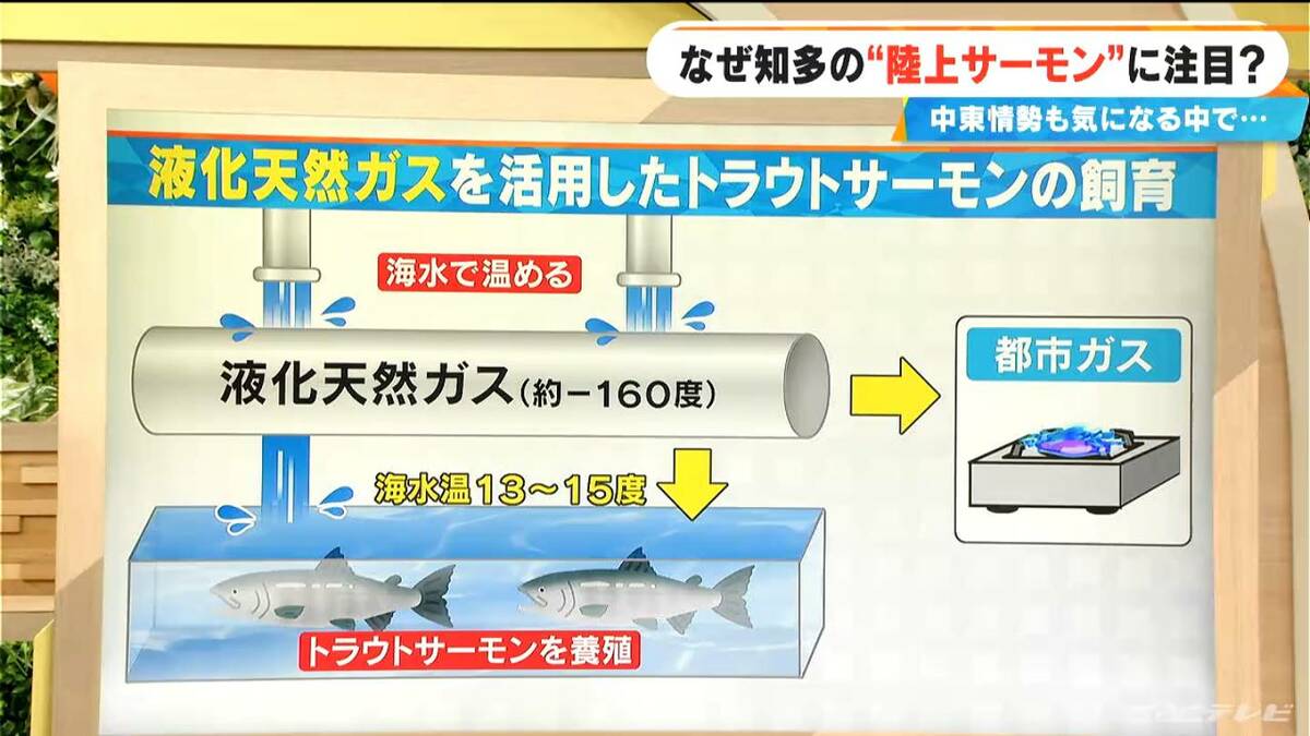 東海地方で相次ぐサーモン養殖 ガス製造過程で捨てられる“冷たい海水”を有効活用 中東情勢の影響受ける可能性は？