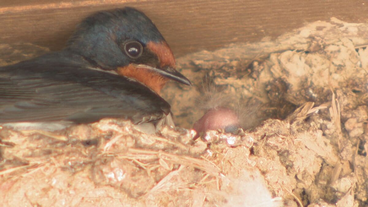 春の使者ツバメ　道の駅で巣づくり乱舞　「掃除が大変」店員も温かく見守る　大分