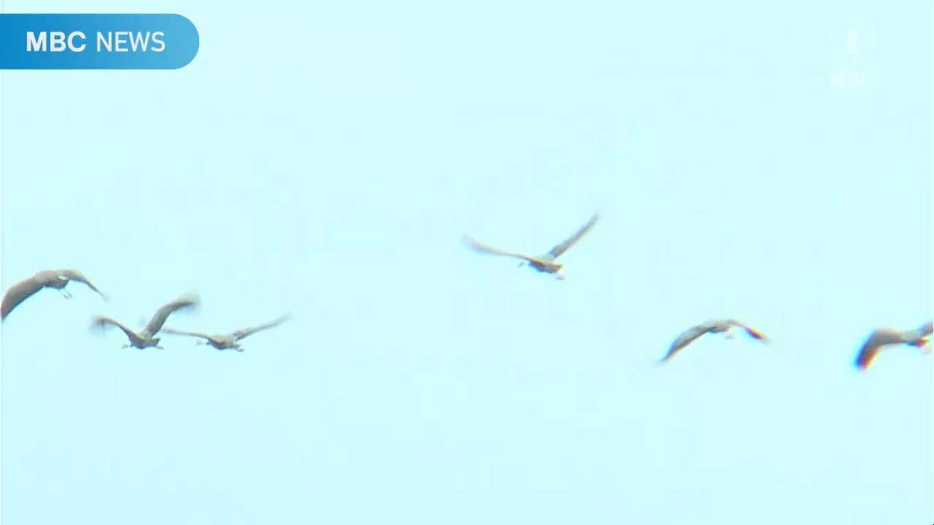 出水平野に冬を告げる ツルの第一陣11羽が飛来 去年ラムサール条約登録 鹿児島県 TBS NEWS DIG