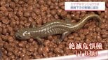 中学校で完全飼育の繁殖に成功　絶滅危惧種「ミヤザキサンショウウオ」理科教諭と生徒が2年前から取り組む　|　MRTニュース ｜ ＭＲＴ宮崎放送