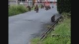 「やば…サルやん」市街地を歩く野生のサルの群れ…目撃情報相次ぐ「けっこういたんで反撃受けたら怖い」サルに遭遇したら、どうすればいい? 島根・安来市|TBS NEWS DIG
