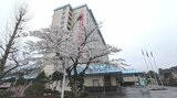 花巻温泉園内の500本のサクラ まもなく満開 岩手|TBS NEWS DIG