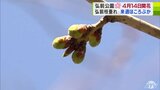 12日の開幕日近づく「弘前さくらまつり」　最新の開花予想は？　秋田県北『大館能代空港』との直行エアポートシャトル便の運行も開始！　|　青森のニュース│ATV NEWS│青森テレビ