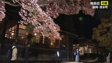 【中継】景観重要建造物・南昌荘 庭園の紅葉のライトアップ始まる 盛岡市|TBS NEWS DIG