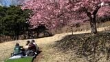 異例の見頃に観光客は感激…河津桜まつり最終日に「こたつでお花見」＝静岡・河津町　|　静岡のニュース | SBSNEWS | 静岡放送