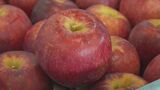 秋の味覚が続々と オリジナルの県産リンゴ“秋星” 初出荷　|　石川県のニュース｜MRO北陸放送
