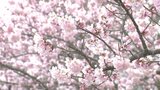 「春めき桜」が満開に!淡いピンクと甘い香りが特徴 長野県飯田市の天竜峡に約130本|TBS NEWS DIG