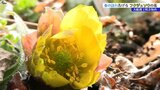立春 寺の境内で「春の使者」フクジュソウほころぶ 岩手・大船渡市|TBS NEWS DIG