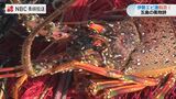 「刺身とか味噌汁がおいしか」長崎県五島市で伊勢エビ漁解禁 | 長崎のニュース | 天気 | NBC長崎放送