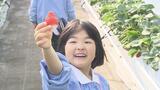 「おいしーい!甘い!」観光イチゴ園で園児がイチゴ狩り 26日から今シーズン営業開始 | 福島のニュース│TUF