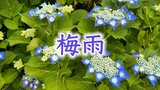 遅い「梅雨入り」 そもそも『梅雨入り・梅雨明け』とは? 今年は2週間以上遅かったところも… | 新潟のニュース・天気|BSN NEWS|BSN新潟放送