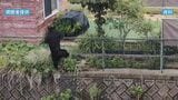 800台以上のカメラ設置しクマ個体数調査へ 6月下旬から クマによる被害増加受け 環境省|TBS NEWS DIG
