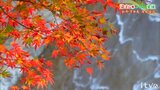 愛媛の紅葉の名所 松野町と宇和島市にまたがる「滑床渓谷」 | 愛媛のニュース - Nスタえひめ|あいテレビは6チャンネル