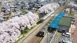 無人駅で出迎える樹齢100年の満開桜 | 新潟のニュース・天気|BSN NEWS|BSN新潟放送