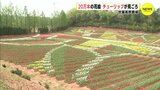 20万本の花絵　チューリップが見ごろ　世羅高原農場（広島）　|　RCC NEWS | 広島ニュース | RCC中国放送