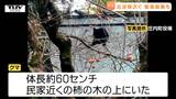 【動画】駅近くにクマ 柿の木から降りたところを緊急銃猟で駆除 県内でクマの目撃相次ぐ(山形) |TBS NEWS DIG
